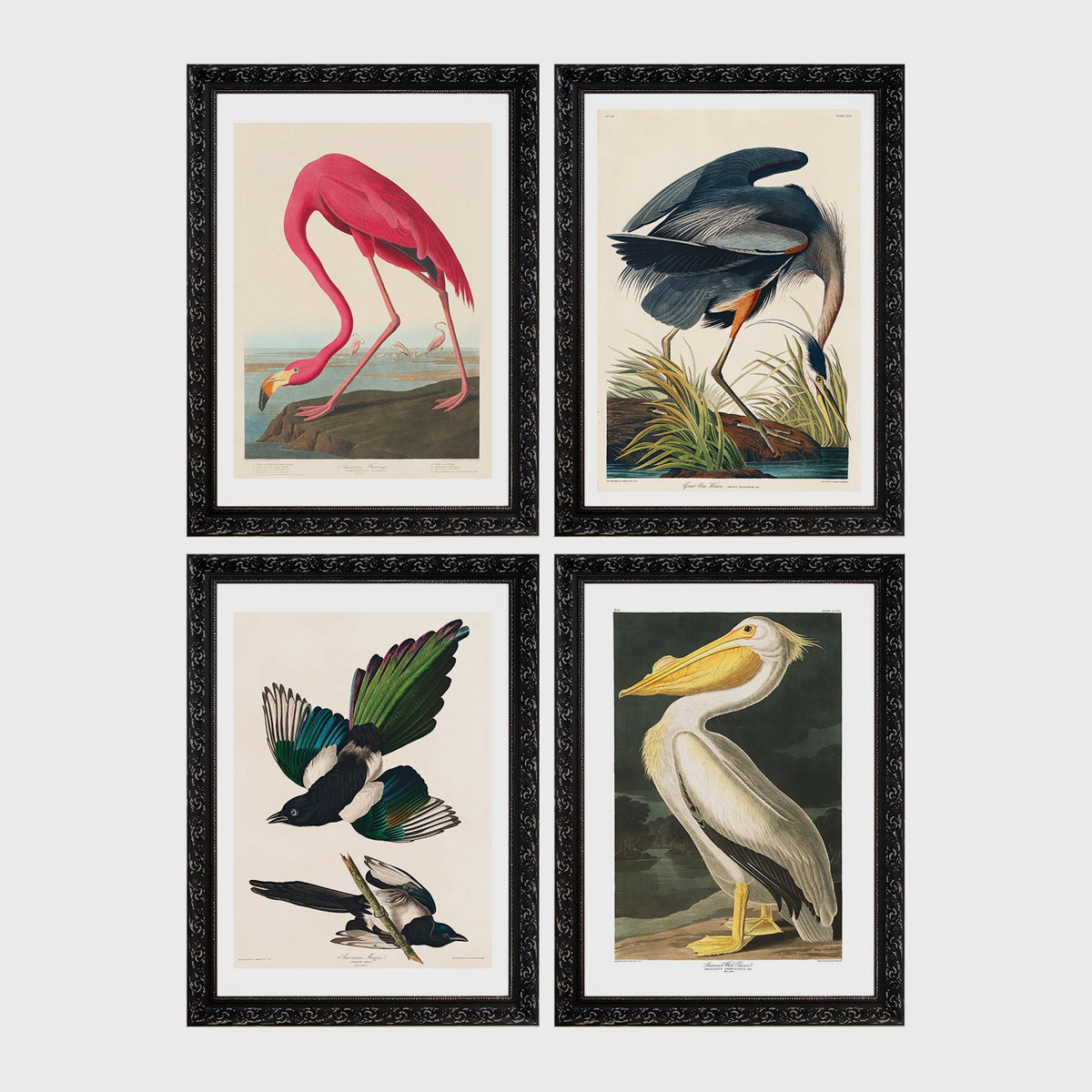 Set of 4 framed prints, Audubon-style vintage bird illustrations: a flamingo bending to feed; a blue heron wading among reeds; magpies in flight; and a white pelican — unframed