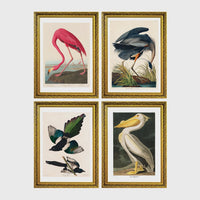 Set of 4 framed prints, Audubon-style vintage bird illustrations: a flamingo bending to feed; a blue heron wading among reeds; magpies in flight; and a white pelican — unframed