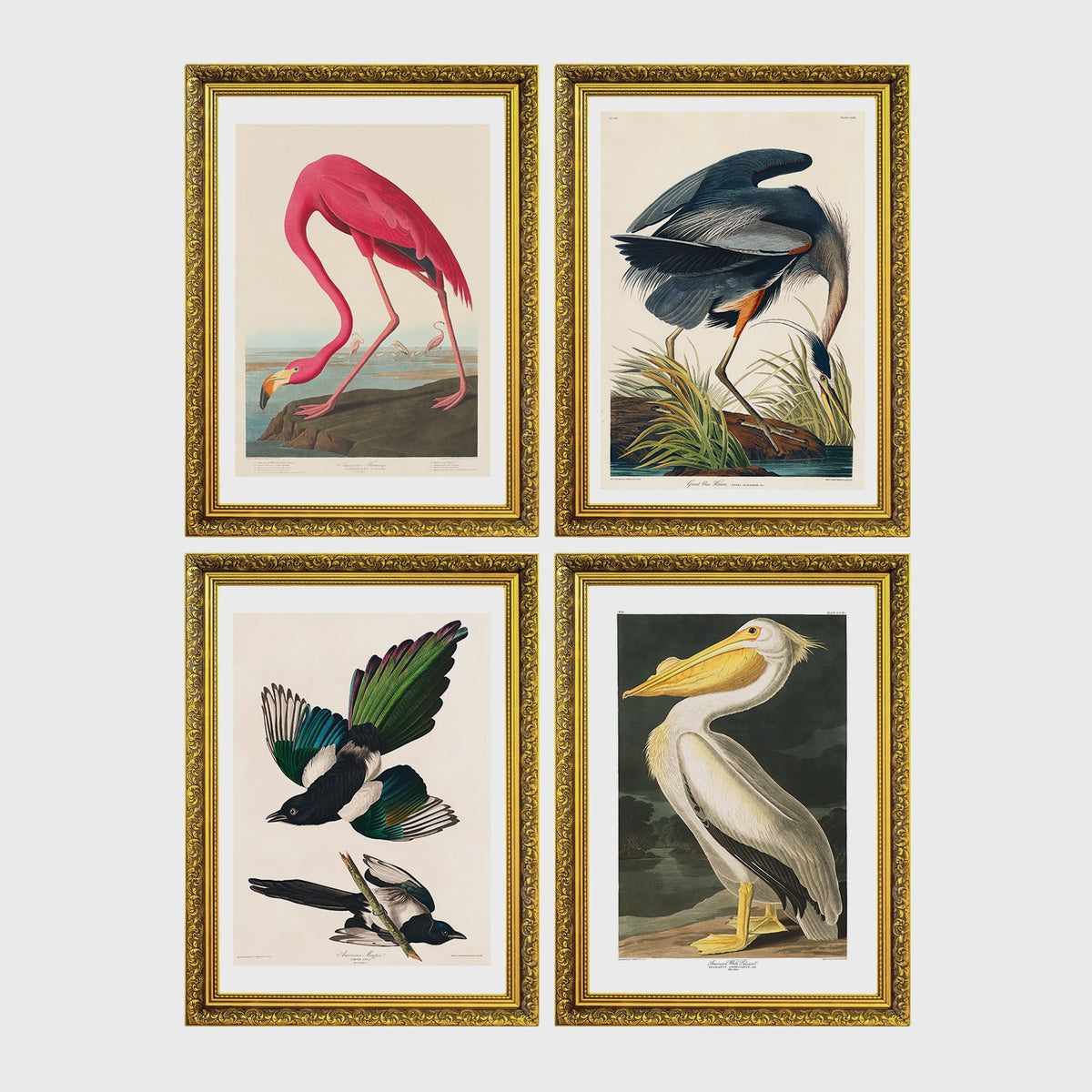 Set of 4 framed prints, Audubon-style vintage bird illustrations: a flamingo bending to feed; a blue heron wading among reeds; magpies in flight; and a white pelican — unframed