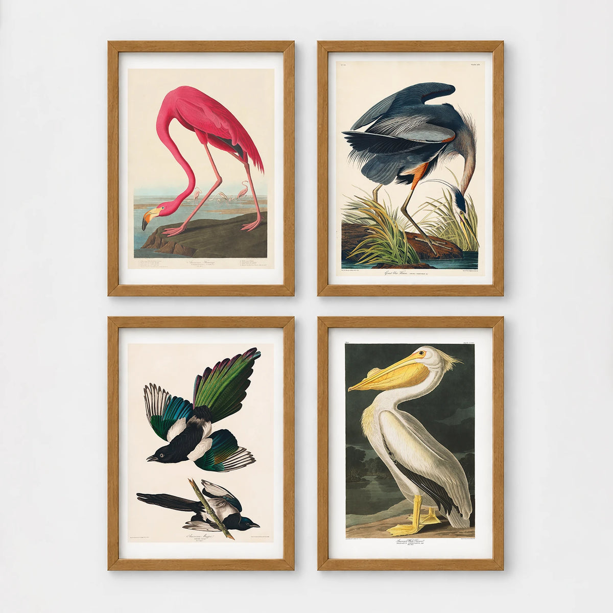 Set of 4 framed prints, Audubon-style vintage bird illustrations: a flamingo bending to feed; a blue heron wading among reeds; magpies in flight; and a white pelican — unframed