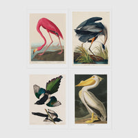 Set of 4 framed prints, Audubon-style vintage bird illustrations: a flamingo bending to feed; a blue heron wading among reeds; magpies in flight; and a white pelican — unframed