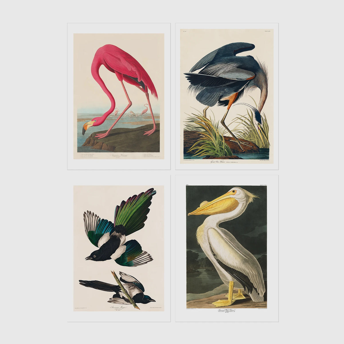Set of 4 framed prints, Audubon-style vintage bird illustrations: a flamingo bending to feed; a blue heron wading among reeds; magpies in flight; and a white pelican — unframed