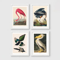 Set of 4 framed prints, Audubon-style vintage bird illustrations: a flamingo bending to feed; a blue heron wading among reeds; magpies in flight; and a white pelican — unframed