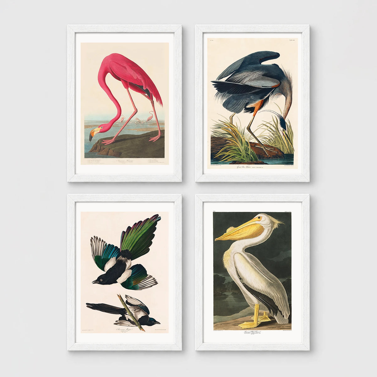 Set of 4 framed prints, Audubon-style vintage bird illustrations: a flamingo bending to feed; a blue heron wading among reeds; magpies in flight; and a white pelican — unframed