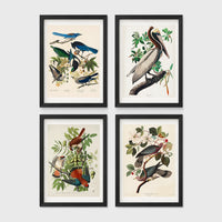 Set of 4 framed prints, Audubon-style vintage bird illustrations: blue jays among blossom and foliage; a brown pelican perched on a branch; an American sparrowhawk with prey among foliage; and band-tailed pigeons on a flowering branch — unframed