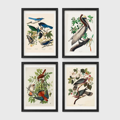 Set of 4 framed prints, Audubon-style vintage bird illustrations: blue jays among blossom and foliage; a brown pelican perched on a branch; an American sparrowhawk with prey among foliage; and band-tailed pigeons on a flowering branch — unframed