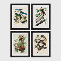 Set of 4 framed prints, Audubon-style vintage bird illustrations: blue jays among blossom and foliage; a brown pelican perched on a branch; an American sparrowhawk with prey among foliage; and band-tailed pigeons on a flowering branch — unframed