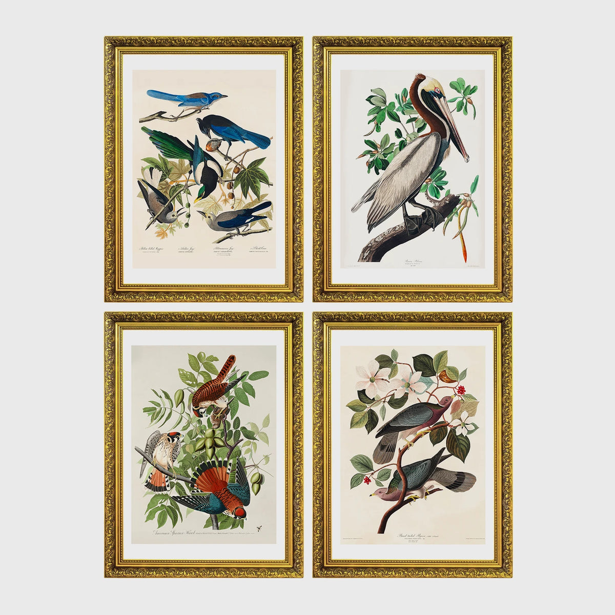 Set of 4 framed prints, Audubon-style vintage bird illustrations: blue jays among blossom and foliage; a brown pelican perched on a branch; an American sparrowhawk with prey among foliage; and band-tailed pigeons on a flowering branch — unframed