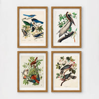 Set of 4 framed prints, Audubon-style vintage bird illustrations: blue jays among blossom and foliage; a brown pelican perched on a branch; an American sparrowhawk with prey among foliage; and band-tailed pigeons on a flowering branch — unframed