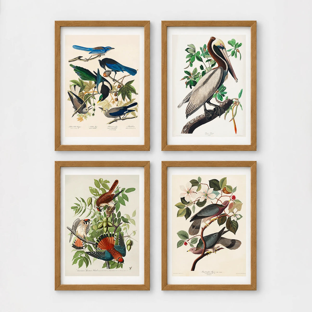 Set of 4 framed prints, Audubon-style vintage bird illustrations: blue jays among blossom and foliage; a brown pelican perched on a branch; an American sparrowhawk with prey among foliage; and band-tailed pigeons on a flowering branch — unframed