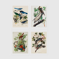 Set of 4 framed prints, Audubon-style vintage bird illustrations: blue jays among blossom and foliage; a brown pelican perched on a branch; an American sparrowhawk with prey among foliage; and band-tailed pigeons on a flowering branch — unframed