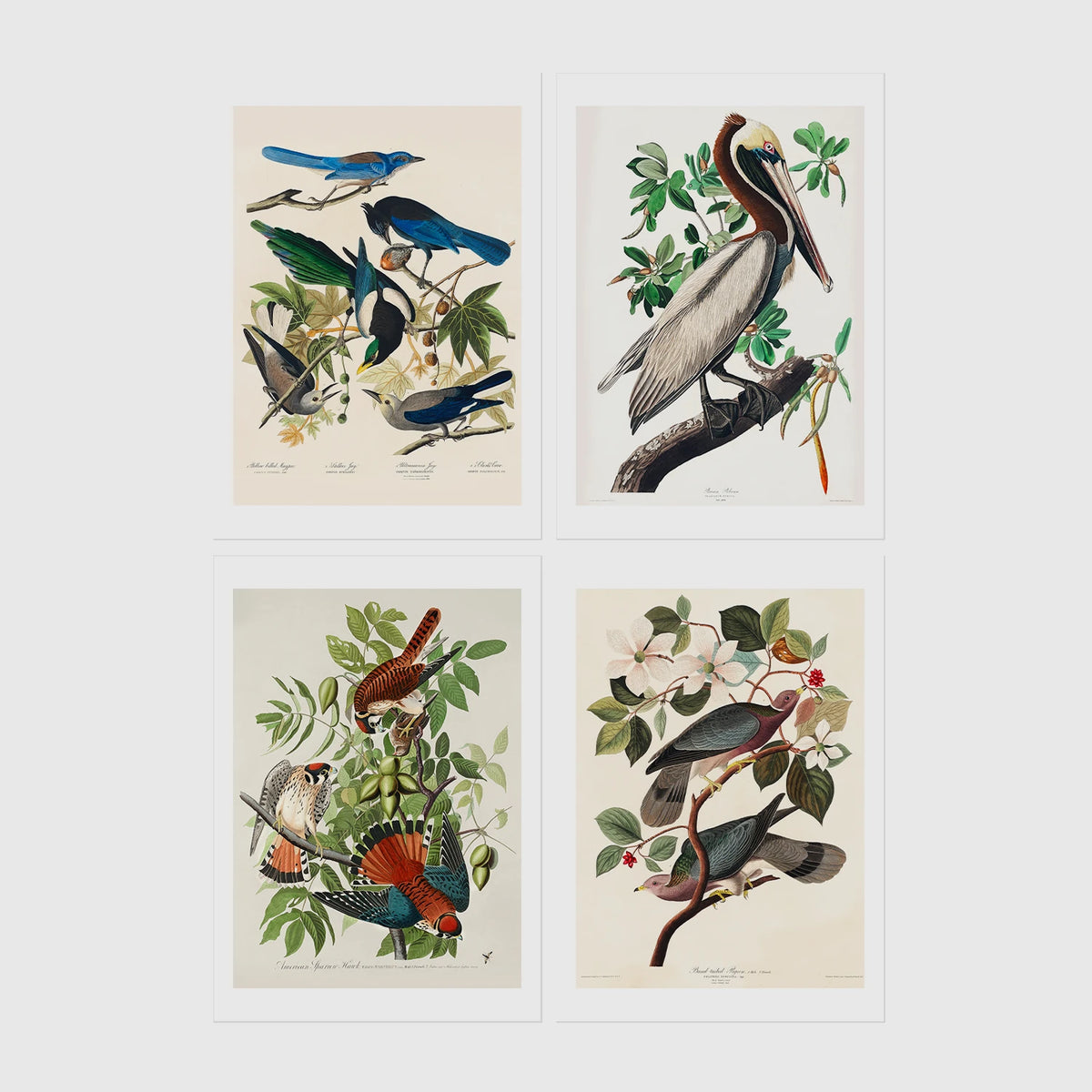 Set of 4 framed prints, Audubon-style vintage bird illustrations: blue jays among blossom and foliage; a brown pelican perched on a branch; an American sparrowhawk with prey among foliage; and band-tailed pigeons on a flowering branch — unframed