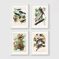 Set of 4 framed prints, Audubon-style vintage bird illustrations: blue jays among blossom and foliage; a brown pelican perched on a branch; an American sparrowhawk with prey among foliage; and band-tailed pigeons on a flowering branch — unframed
