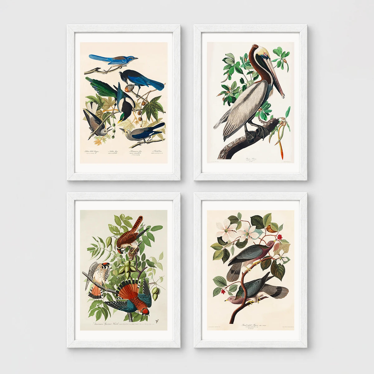 Set of 4 framed prints, Audubon-style vintage bird illustrations: blue jays among blossom and foliage; a brown pelican perched on a branch; an American sparrowhawk with prey among foliage; and band-tailed pigeons on a flowering branch — unframed