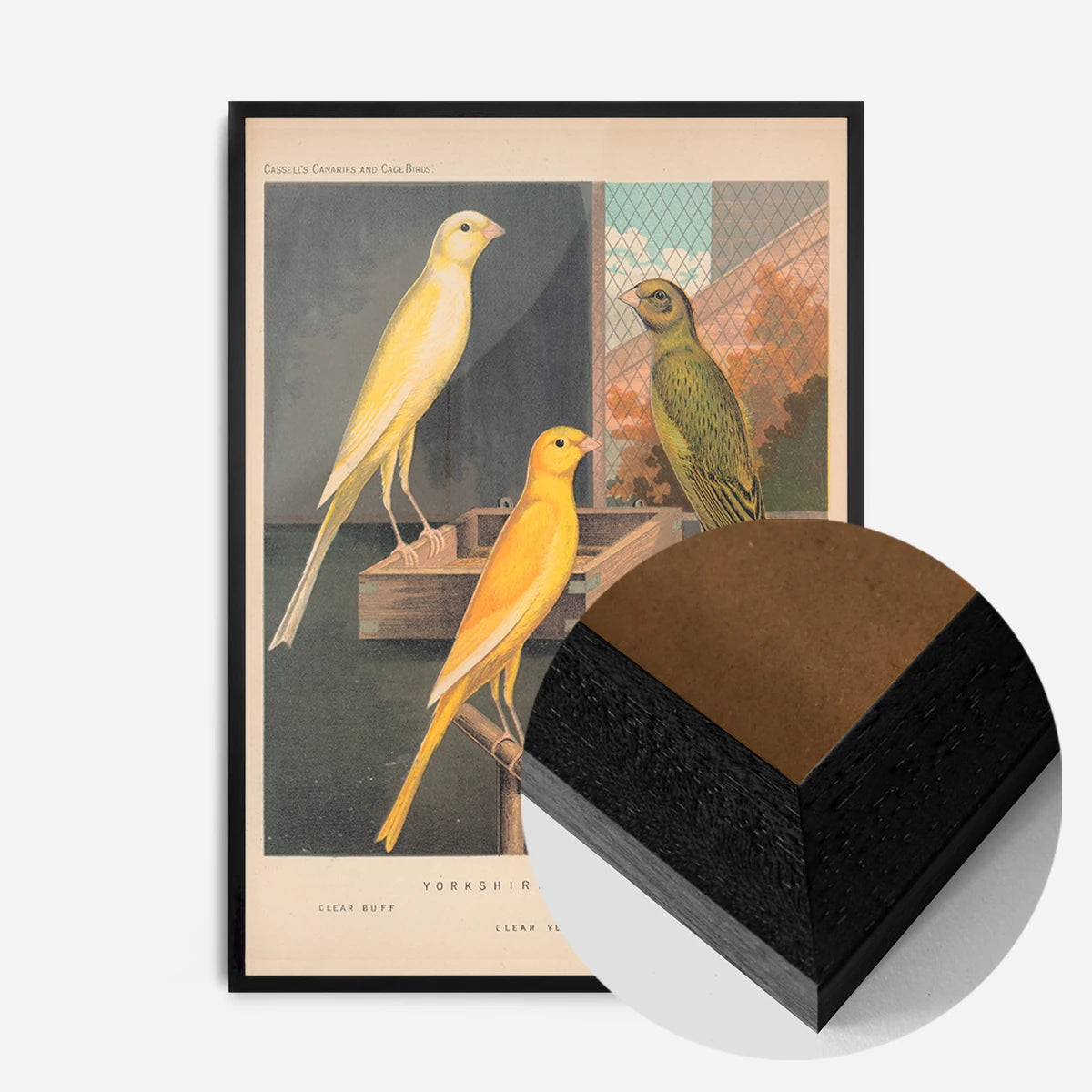 vintage Yorkshire canaries illustration print in a black wood frame, side profile