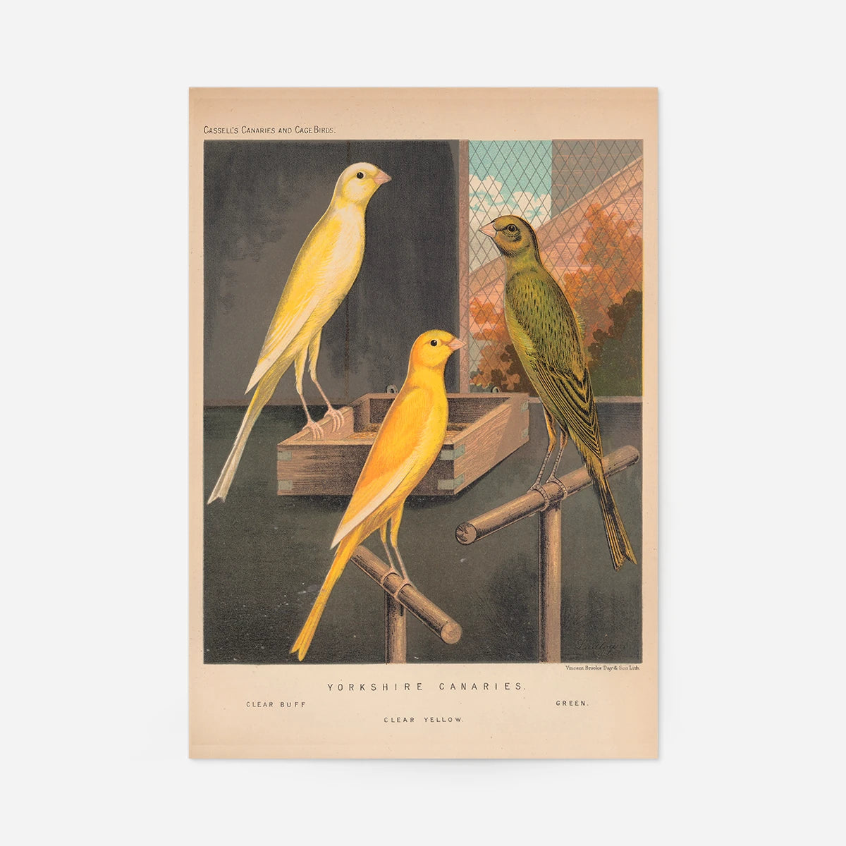 Vintage Yorkshire canaries illustration of a clear buff, clear yellow and green canary perched in a cage