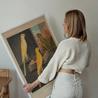 Yorkshire canaries print displayed as vintage bird wall art in a living room