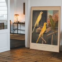 Vintage Yorkshire canaries illustration hanging in a hallway
