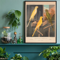 Framed vintage canary illustration in a home office