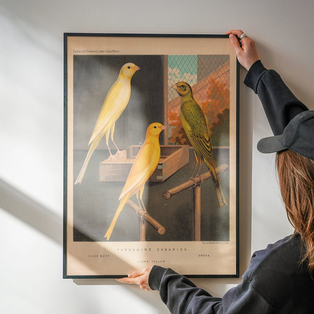 Vintage canary and cage bird artwork brightening a kitchen