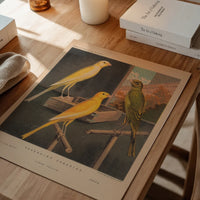 Yorkshire canaries print as a framed bird print in a dining room
