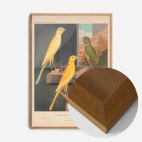 vintage Yorkshire canaries illustration print in an oak wood frame, side profile