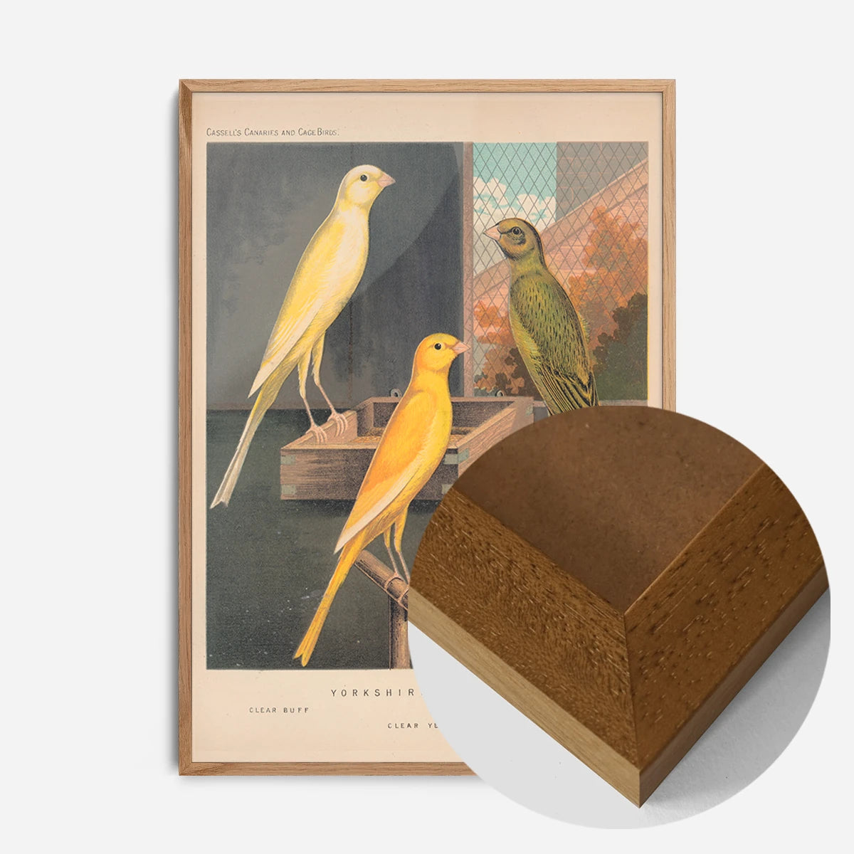 vintage Yorkshire canaries illustration print in an oak wood frame, side profile