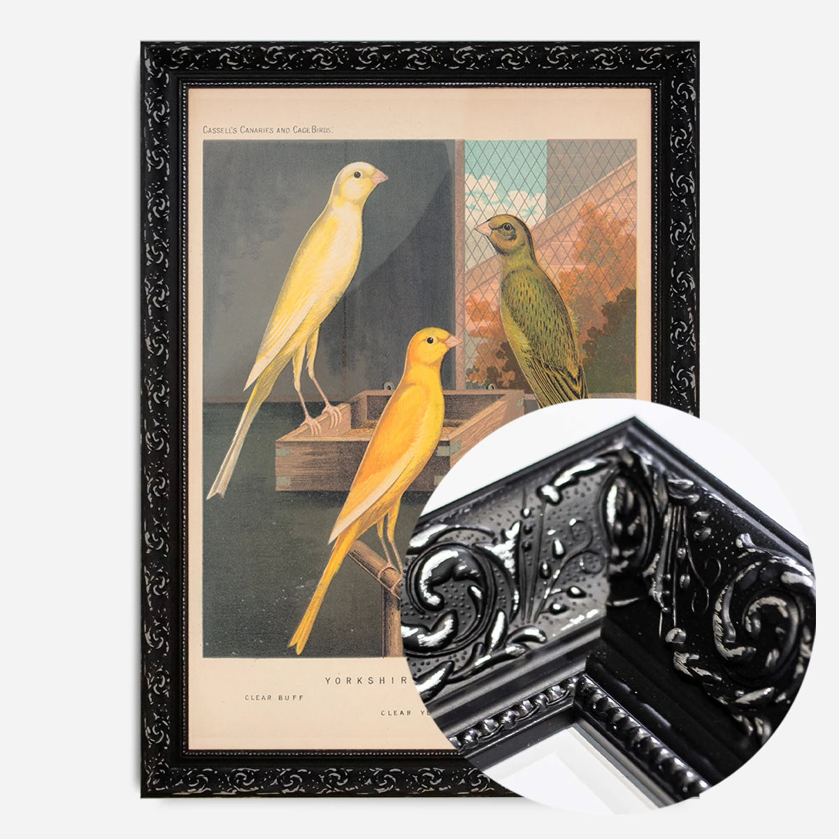 vintage Yorkshire canaries illustration print in a black ornate frame, side profile