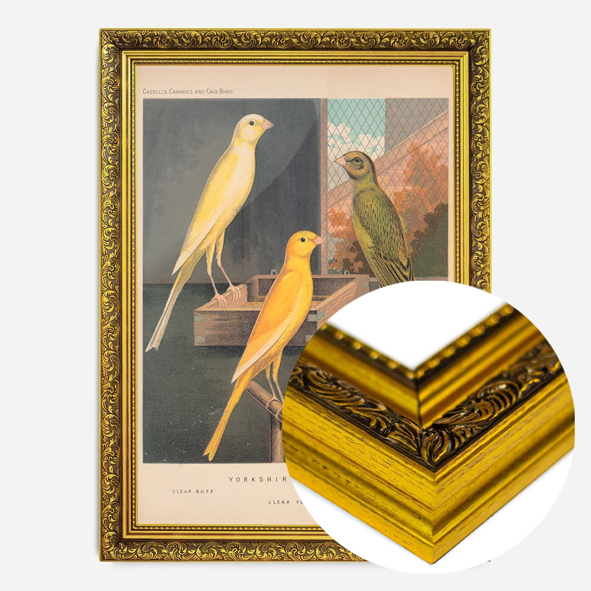 vintage Yorkshire canaries illustration print in a gold ornate frame, side profile