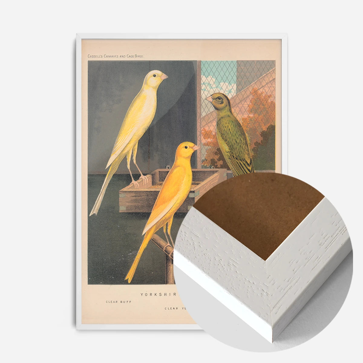 vintage Yorkshire canaries illustration print in a white wood frame, side profile