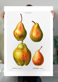 Four Pears Vintage Antique Print