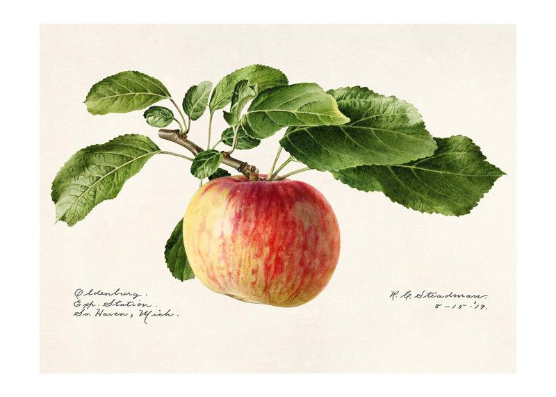 Apple Landscape Vintage Antique Print
