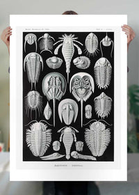 Aspidonia Crabs Vintage Black And White Antique Print