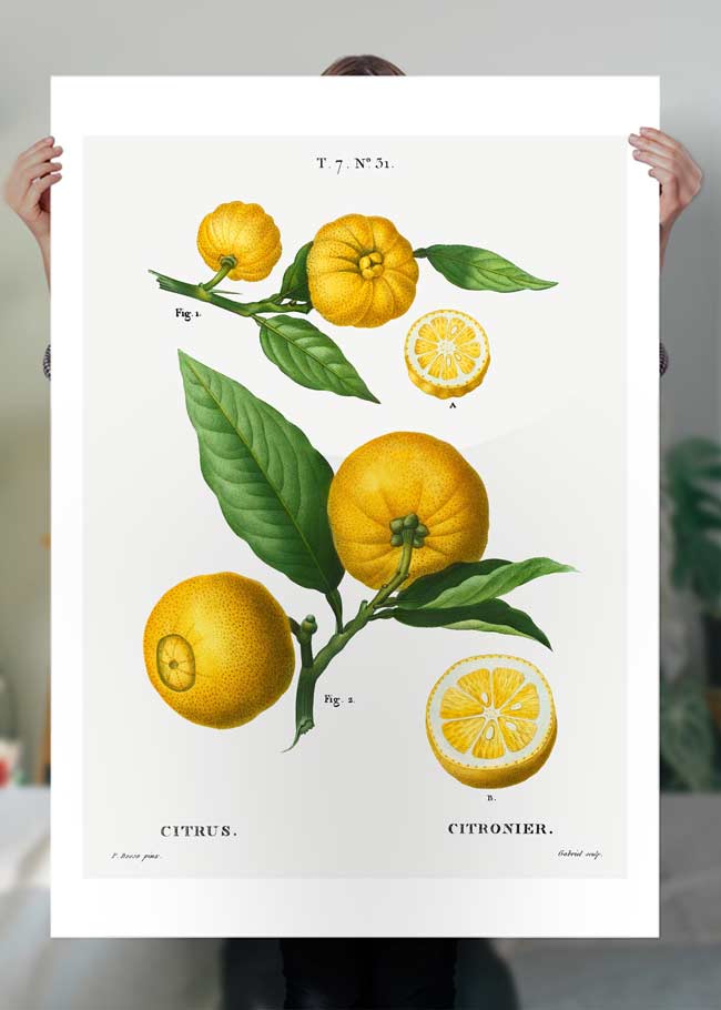 Citrus Lemon Vintage Antique Print