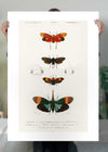 Butterfly Diagram Vintage Antique Print