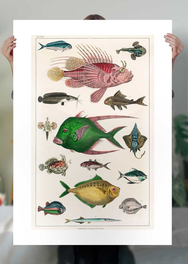 Vintage exotic fish print by Vintage Educational Collection