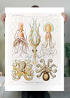 Gamochonia Octopus and Squid Vintage Antique Print