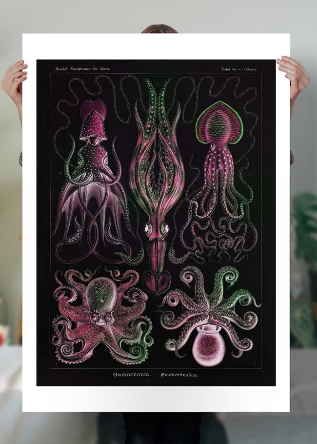 Gamochonia Octopus and Squid Vintage Black Antique Print