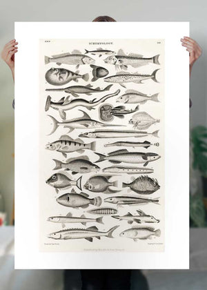 Fish Chart Vintage Antique Print