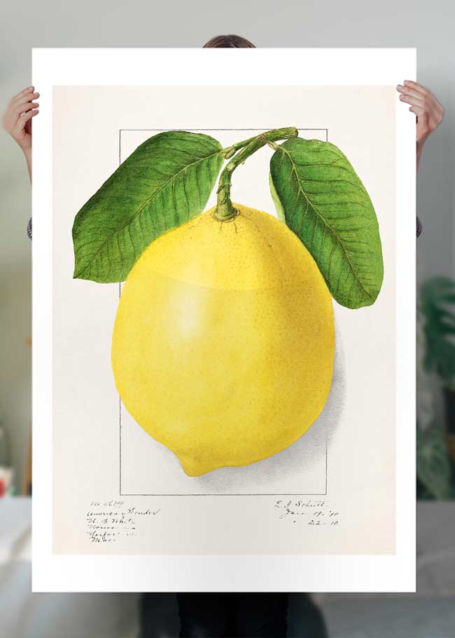 Large Lemon Vintage Antique Print