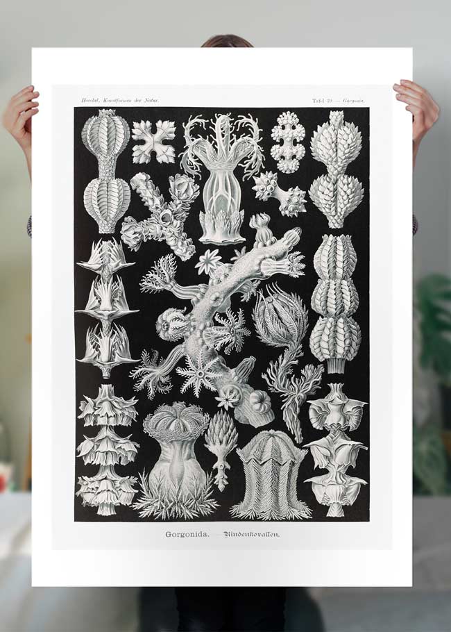 Corals Black and White Antique Print