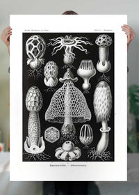 Mushrooms Diagram Black and White Vintage Antique Print