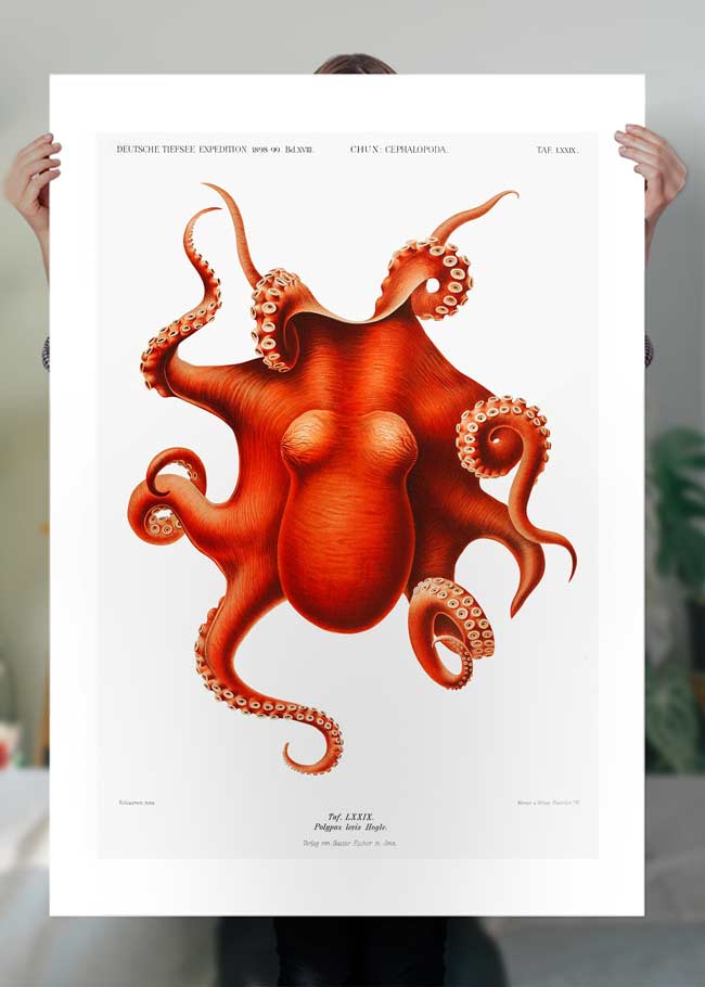 Octopus Vintage Antique Print