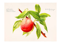 Peach Branch Vintage Antique Print