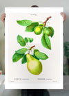 Two Pears Vintage Antique Print