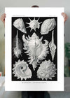 Sea Shells Antique Print