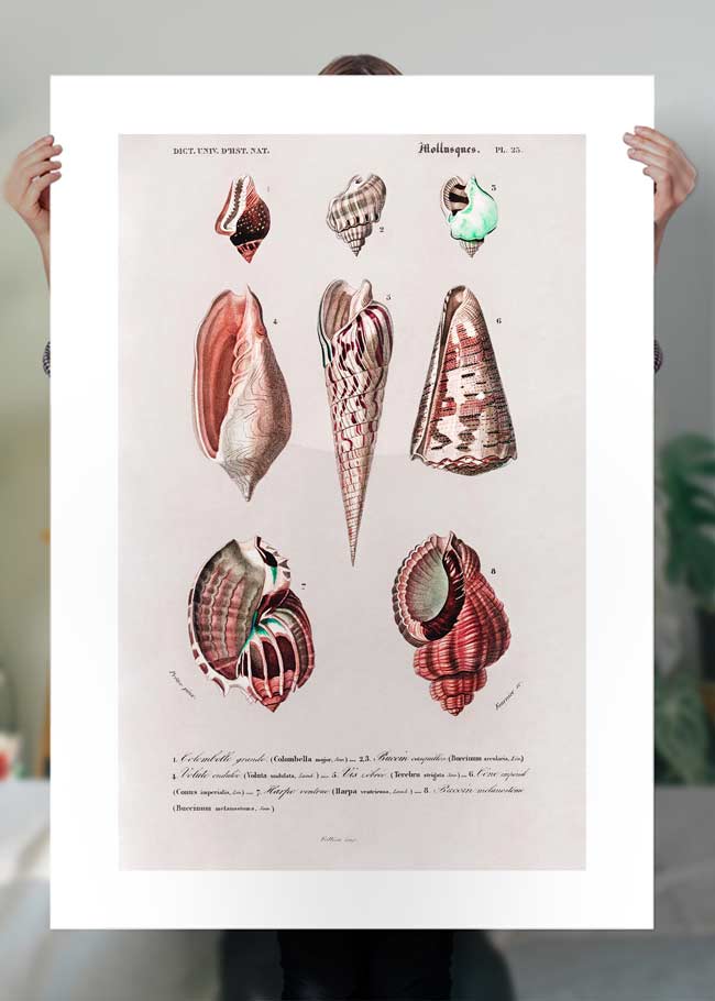 Sea Shells 4 Antique Print