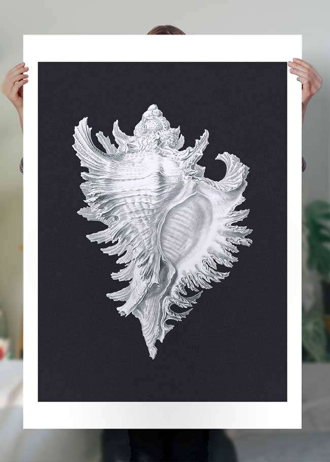Large Conch Sea Shell Black and White Antique Print