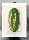 Watermelon Antique Vintage Fruit Print