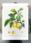 Yellow Plum Branch Antique Vintage Fruit Print